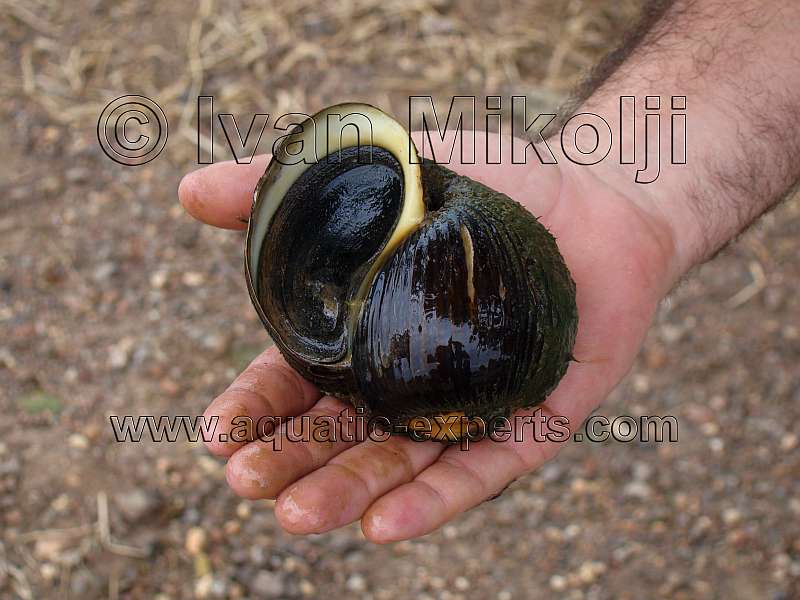 FRESHWATER SNAILS